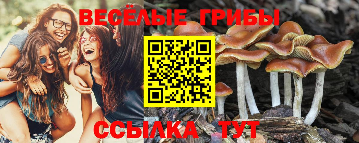 Псилоцибиновые грибы мухоморы Строитель